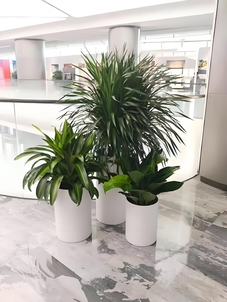 宁波北仑花木出租价格实惠